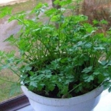 Kako uzgajati cilantro na prozorskoj dasci